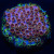 Rainbow Skittles Cyphastrea Coral | 6L8A5797.jpg