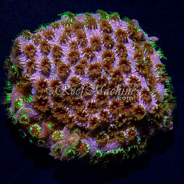 Rainbow Skittles Cyphastrea Coral | 6L8A5798.jpg