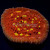Golden Eye Chalice Coral | 6L8A5847.jpg