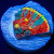Master Grade Rainbow Crush Chalice Coral (Tank Grown) | 6L8A5852.jpg