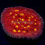 Golden Eye Chalice Coral | 6L8A5846.jpg