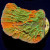 Grafted Montipora Capricornis Monti Cap Coral | 6L8A5841.jpg