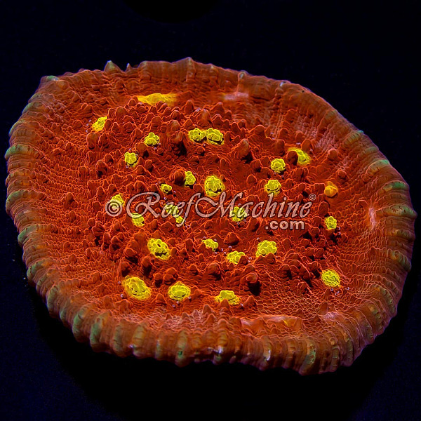 Golden Eye Chalice Coral | 6L8A5847.jpg