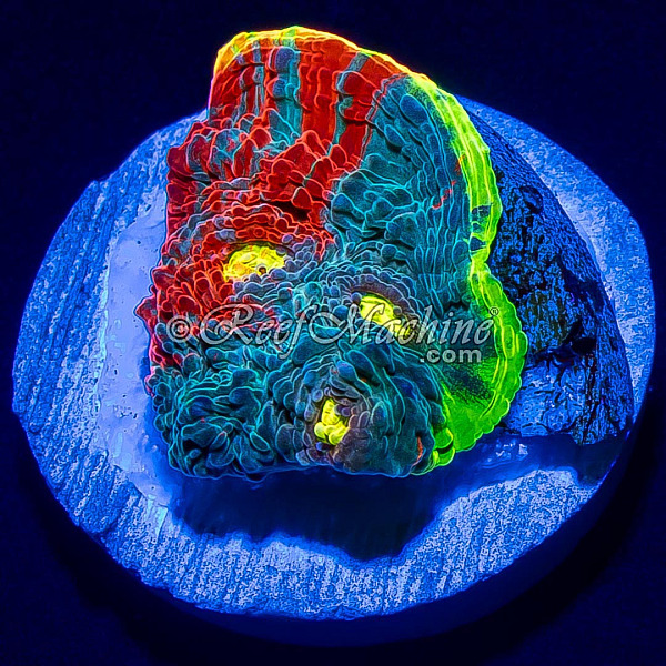 Master Grade Rainbow Crush Chalice Coral (Tank Grown) | 6L8A5856.jpg