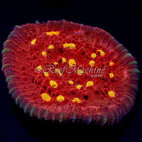 Golden Eye Chalice Coral | 6L8A5846.jpg