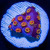 Bizarro Cyphastrea Coral | 6L8A5779.jpg