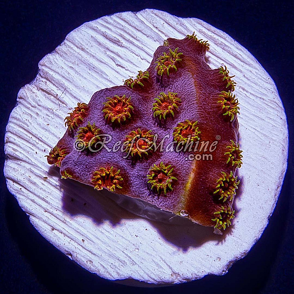 Bizarro Cyphastrea Coral | 6L8A5780.jpg