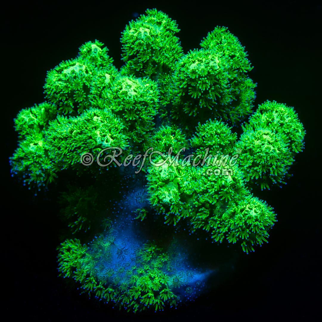 Reef Machine UK Mail Order Corals! Healthy, High Quality Frags