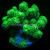 Toxic Mean Green Pocillopora Coral | 6L8A5927.jpg