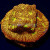 Jack-O-Lantern Leptoseris Lepto Coral | 6L8A5953.jpg