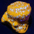 Tiger Eye Lithophyllon Coral | 6L8A5872.jpg