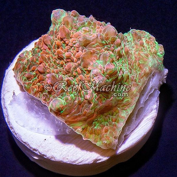 RM Nacreous Cloud Chalice Coral | 6L8A5815.jpg