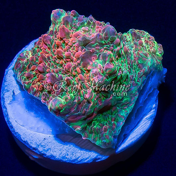 RM Nacreous Cloud Chalice Coral | 6L8A5814.jpg
