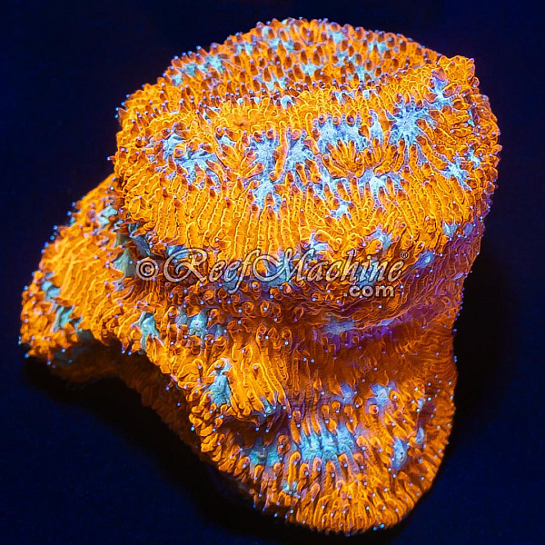 Tiger Eye Lithophyllon Coral | 6L8A5871.jpg