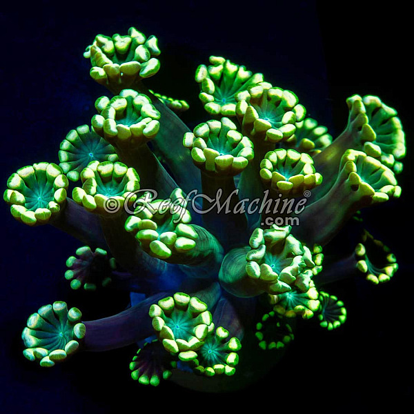 Yellow Alveopora Coral