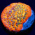  RM Frankenberry Montipora Monti Coral | 6L8A6104.jpg