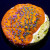  RM Frankenberry Montipora Monti Coral | 6L8A6105.jpg