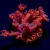 Pink Goniopora Goni Coral | 6L8A6139.jpg