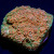 RM Nacreous Cloud Chalice Coral | 6L8A6126.jpg