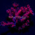 Pink Goniopora Goni Coral | 6L8A6138.jpg