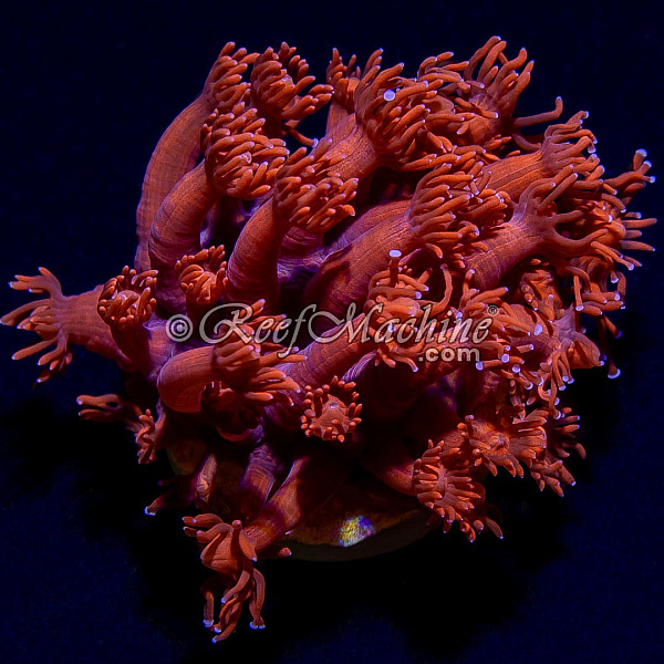 Pink Goniopora Goni Coral | 6L8A6137.jpg