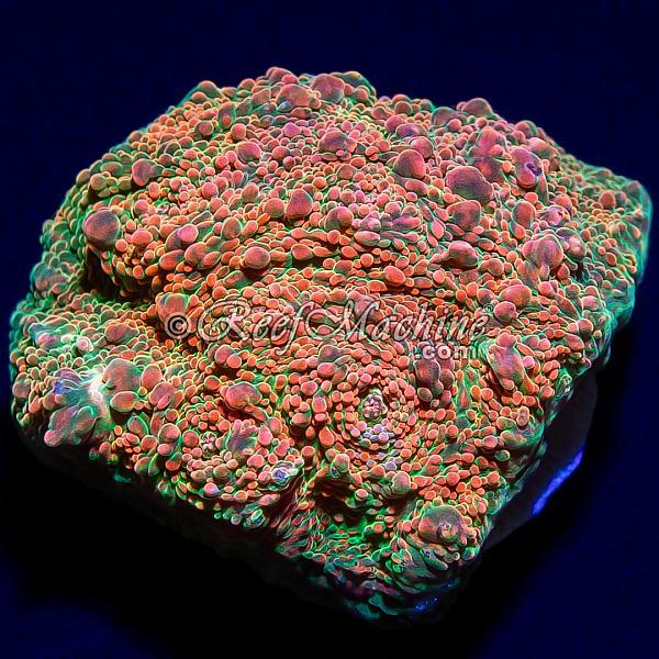 RM Nacreous Cloud Chalice Coral