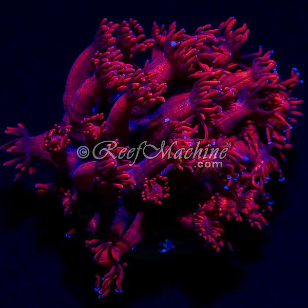 Pink Goniopora Goni Coral | 6L8A6136.jpg