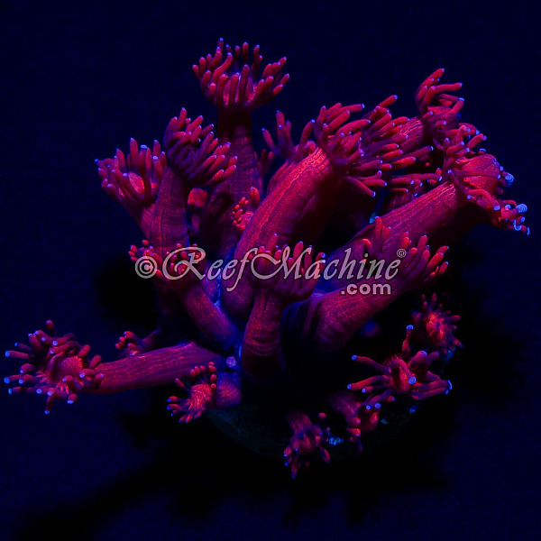 Pink Goniopora Goni Coral