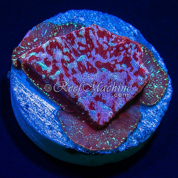  Klepto Lepto Leptoseris Coral | 6L8A6170.jpg