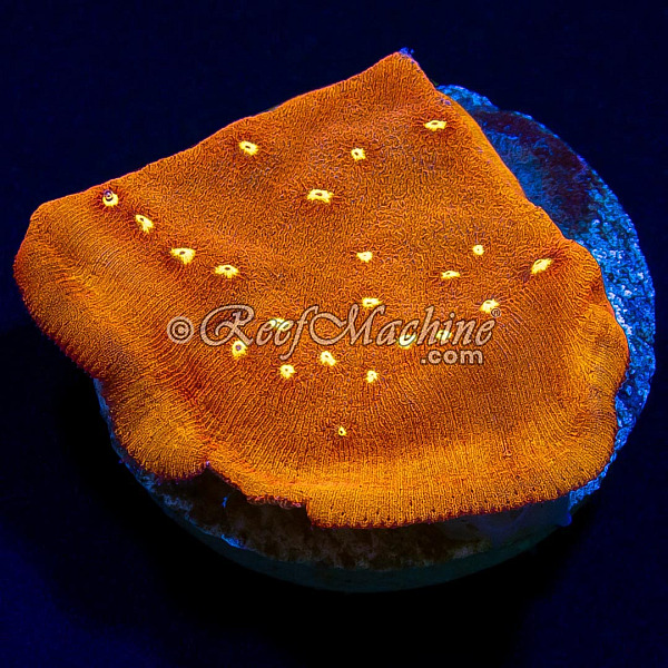Sun God Leptoseris Lepto Coral | 6L8A6168.jpg