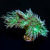 Toxic Green Stem Aussie Duncan Coral (Mini Colony)  | 6L8A6185.jpg