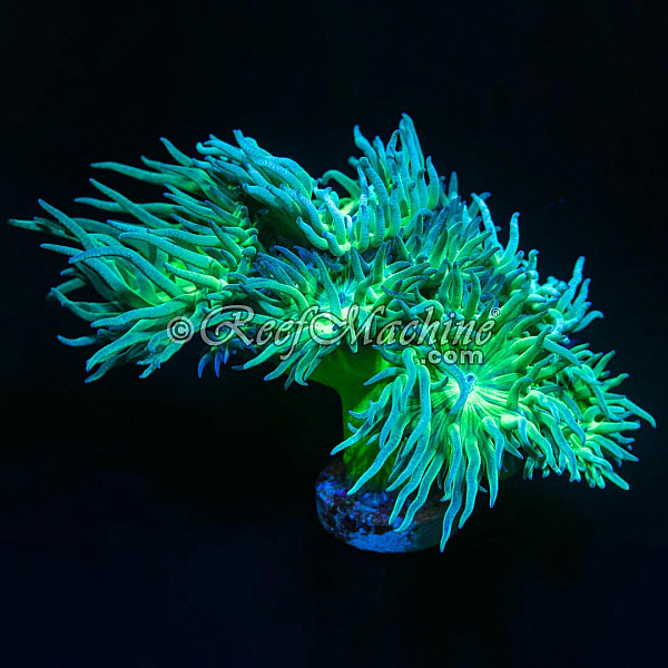 Toxic Green Stem Aussie Duncan Coral (Mini Colony) 