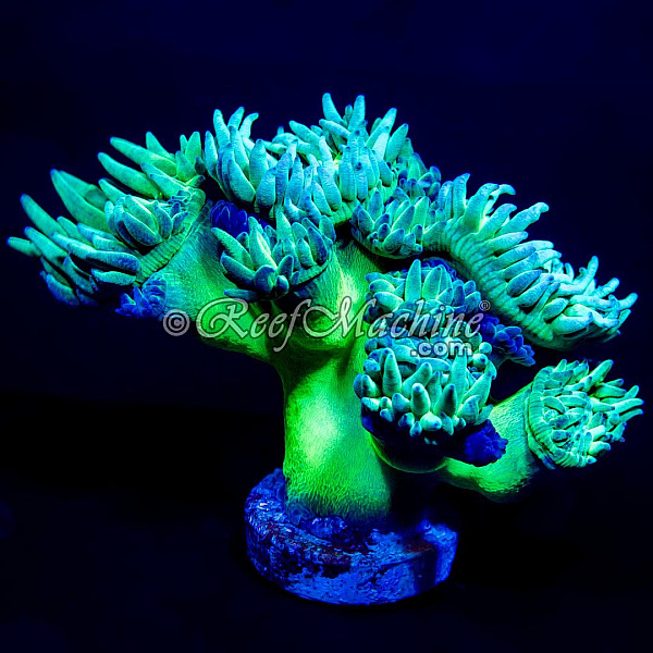 Toxic Green Stem Aussie Duncan Coral (Mini Colony)  | 6L8A6187.jpg