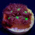 Blastomussa Merletti Blasto (7+ heads) Coral | 6L8A6775.jpg