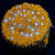 Tiger Eye Lithophyllon Coral | 6L8A6711.jpg