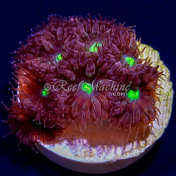 Blastomussa Merletti Blasto (7+ heads) Coral | 6L8A6775.jpg