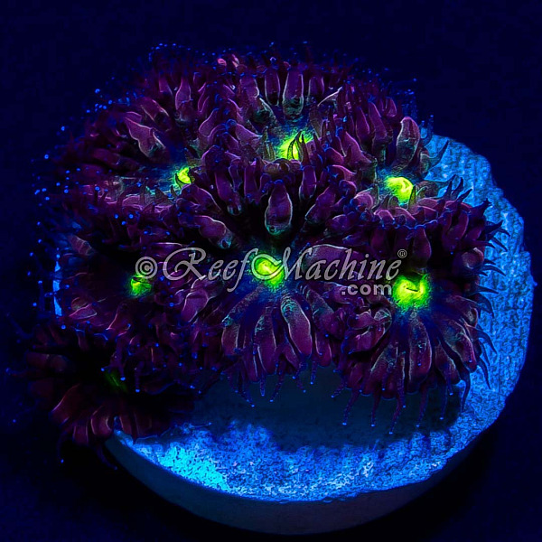 Blastomussa Merletti Blasto (7+ heads) Coral | 6L8A6774.jpg
