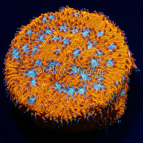 Tiger Eye Lithophyllon Coral