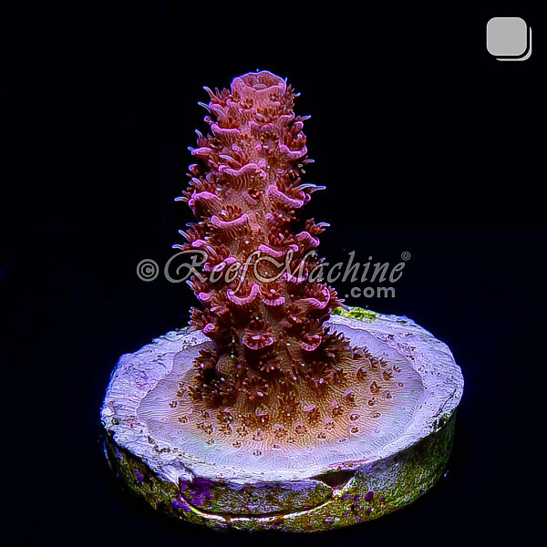 RM Queen of Hearts Millepora Acro Coral | 6L8A7816.jpg