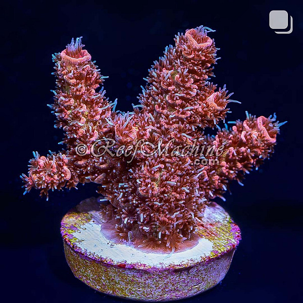 RM Wildfire Rainbow Millepora Acro Coral | 6L8A8173.jpg