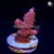RM Pink Midnight Millepora Acro Coral | 6L8A8225.jpg