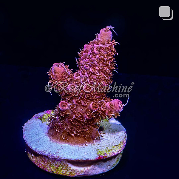 RM Pink Midnight Millepora Acro Coral | 6L8A8225.jpg