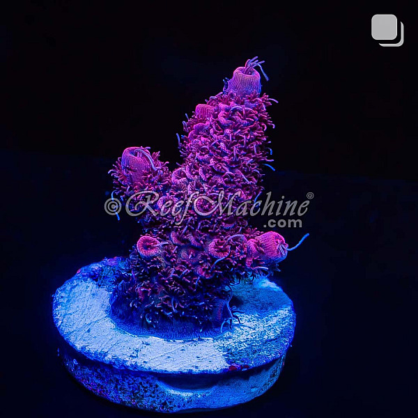RM Pink Midnight Millepora Acro Coral | 6L8A8224.jpg