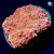 RM Nacreous Cloud Chalice Coral | 6L8A9770.jpg