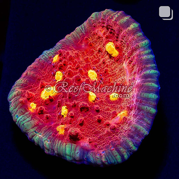 Golden Eye Chalice Coral | 6L8A9803.jpg