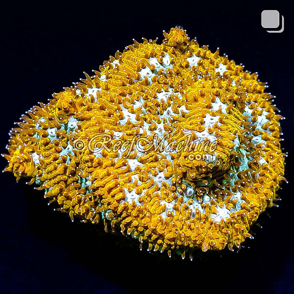 Tiger Eye Lithophyllon Coral | 6L8A9735.jpg