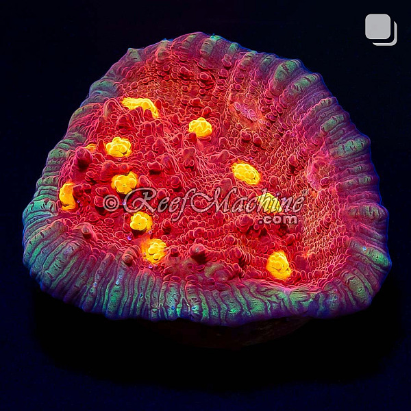 Golden Eye Chalice Coral | 6L8A9799.jpg
