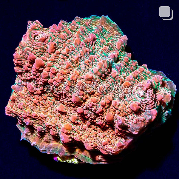 RM Nacreous Cloud Chalice Coral | 6L8A9768.jpg