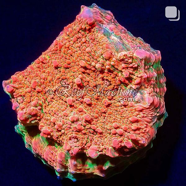 RM Nacreous Cloud Chalice Coral | 6L8A9771.jpg