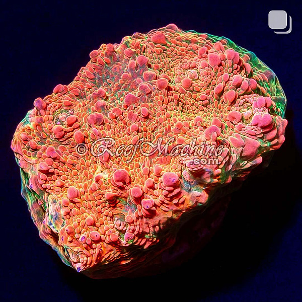 RM Nacreous Cloud Chalice Coral